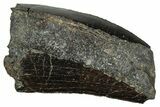 Serrated Tyrannosaur Tooth - Two Medicine Formation #241285-1